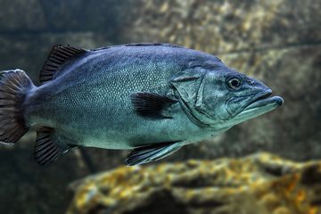 Pria Ini Langsung Jantungan Setelah Tahu Tafsir Dan Arti Mimpi Melihat Ikan Mati Apakah Ini Pertanda Buruk Semua Halaman Suar Pria Ini Langsung Jantungan Setelah Tahu Tafsir Dan Arti Mimpi Melihat Ikan Mati Apakah Ini Pertanda Buruk Semua Halaman Suar