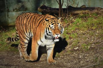 Arti Mimpi Dikejar Harimau Ternyata Tak Selalu Melambangkan Kejahatan Dan Kesialan Bisa Jadi Berkaitan Dengan Rezeki Hingga Datangnya Jodoh Arti Mimpi Dikejar Harimau Ternyata Tak Selalu Melambangkan Kejahatan Dan Kesialan Bisa Jadi Berkaitan Dengan Rezeki Hingga Datangnya Jodoh