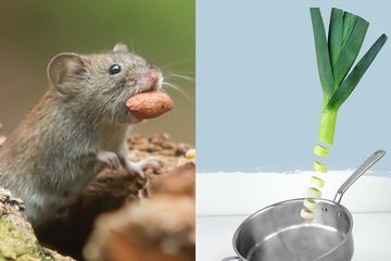 Cara mengusir tikus dengan bawang daun