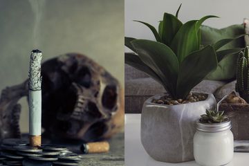 Manfaat abu rokok untuk tanaman hias di rumah.