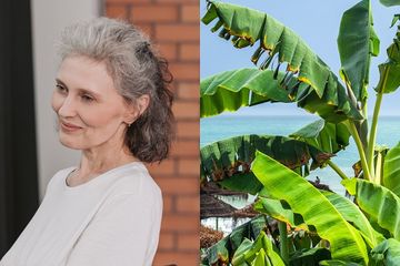 Cara menghilangkan uban di rambut mudah banget. Cukup mengandalkan daun pisang yang diolah jadi seperti ini