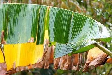 Cuma Orang Indonesia Yang Gak Tahu Makan Daun Pisang Kering Ternyata Simpan Khasiat Menakjubkan Bagi Tubuh Buktikan Sendiri Kalau Gak Percaya Semua Halaman Sajian Sedap