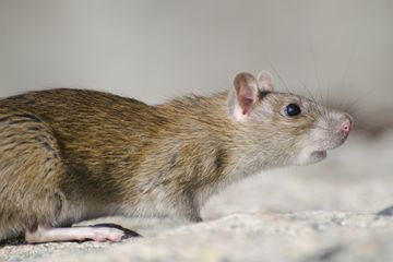 Penyakit yang disebabkan oleh hewan pengerat seperti tikus.