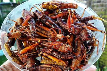 Jangan Kaget, Ini 4 Khasiat Yang Bisa Didapat Dari Makan Belalang