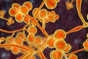 Candida Auris, Super Bug Mematikan Bisa Menjadi Ancaman Global