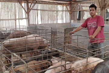 Infeksi virus nipah dapat dicegah dengan menghindari paparan babi dan kelelawar yang sakit di daerah yang terdapat virus.