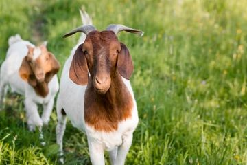 Arti Mimpi Tentang Kambing Ternyata Patut Dirayakan! Kamu Akan Menemukan  Kesempurnaan Ini Dalam Hidup