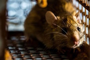 Tikus, hewan pengerat yang membawa hanta virus dan menularkannya kepada manusia.