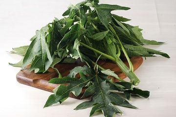 Daun pepaya bisa dimanfaatkan untuk mengontrol kadar gula darah.