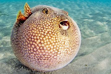 Berita Nyonya Puff Terbaru - National Geographic