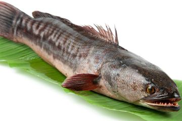 620+ Fungsi Ikan Dokter Air Laut Gratis