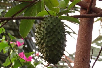 Manfaat dari rebusan daun sirsak dalam mengatasi masalah asam lambung.
