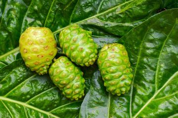 Manfaat mengkudu bagi asam lambung