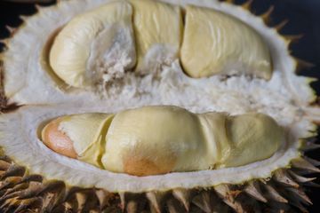 manfaat biji durian untuk kesehatan