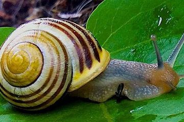 Snail Filtrate, Lendir Siput Bermanfaat Untuk Kulit Cegah Penuaan Dini