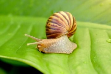 Hilangkan Wajah Kusam dengan Lendir Siput Agar Sehat dan Bercahaya