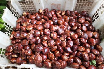 Makan Jengkol Bisa Asam Urat, Mitos atau Fakta? Ini Penjelasannya