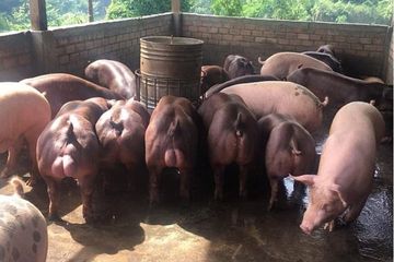 Virus corona babi dikhawatirkan bisa menginfeksi manusia sepertinya halnya Covid-19.