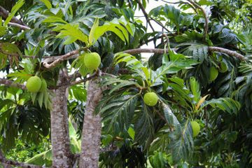Resep Ramuan Daun Sukun Efektif Obati Asam Urat dan Diabetes