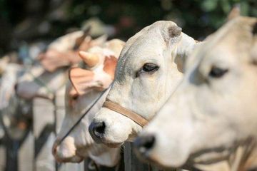 Waspadai penyakit menular hewan ke manusia alias zoonosis.