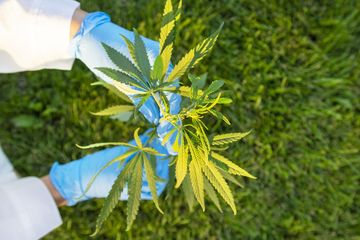 Ganja Medis untuk Cerebral Palsy Tidak Menyembuhkan, Jika Ganja Dilegalkan, Berani Tanggung Jawab?