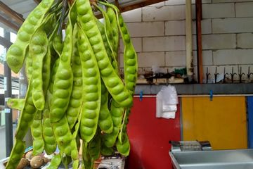 Manfaat air rebusan petai untuk stamina Dads
