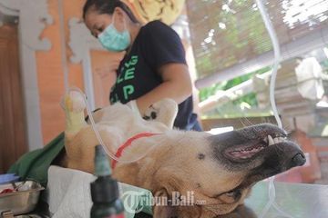 Waspada KLB Rabies, Ini Lokasi Zona Merah Penyakit Anjing Gila