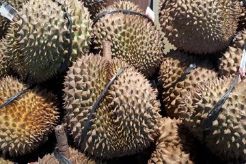Pembahasan lengkap mengenai bolehkah ibu menyusui makan durian.