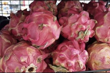 Jarang Diketahui! Inilah Manfaat Buah Naga Merah untuk Wanita: Rahasia Kesehatan dan Kecantikan