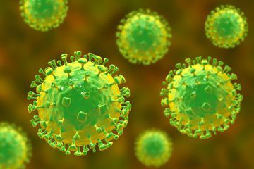 Sejarah virus Hendra dan cara penularannya ke manusia.