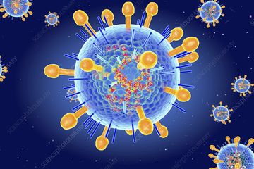 Sejarah virus Hendra dan cara penularannya ke manusia.