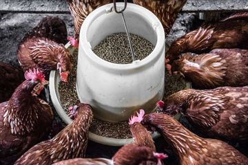 Ganja Untuk Pakan Ternak dan Hewan Peliharan, Membawa Keberuntungan?