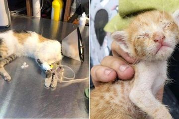 Keji Pemilik Restoran Steak Tega Aniaya 20 Kucing Liar Gegara Restonya Kerap Dapat Bintang Satu Dari Pelanggan Terkuak Penyebabnya Karena Ini Semua Halaman Pop Grid Id