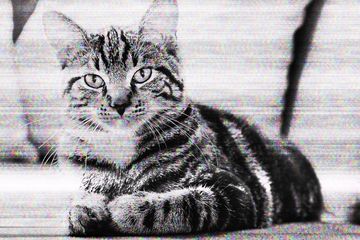 Warisan dan Kucing