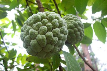Selain Nikmat, Ternyata Buah Srikaya Sangat Bermanfaat untuk Masalah Asam Lambung