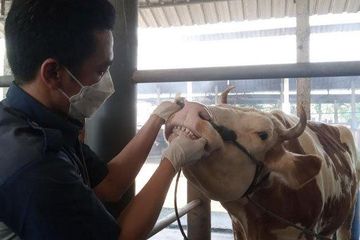 Hewan Kurban Terindikasi PMK Masih Ditemukan, Ini Cara Memasak yang Benar