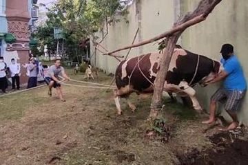 Sapi mengamuk sebelum disembelih di Cirebon, dua jagal terluka.