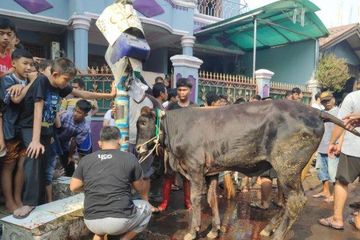 Penyembelihan hewan kurban di area pemukiman, berisiko sebabkan infeksi bakteri E.coli.