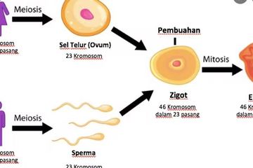 Memilih Jenis Kelamin Bayi, Bisa Dilakukan dengan Metode Praktis ...