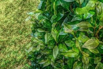Manfaat daun sirih gading