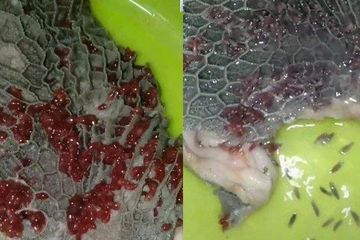 Viral Potongan Babat Dipenuhi Cacing Parasit, Apa Risikonya Bagi Kesehatan?