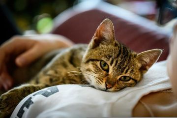 Ringworm Kurap Kulit Tidak Hanya Ditularkan Kucing, Pakaian Ketat pun Bisa Jadi Penyebab