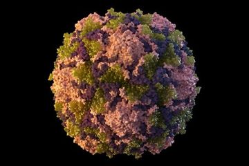 Ilustrasi 2014 yang disediakan oleh Pusat Pengendalian dan Pencegahan Penyakit (CDC) AS menggambarkan partikel virus polio. 