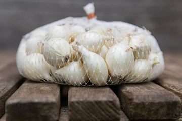 Bawang putih efektif mengatasi berbagai penyakit kulit akibat jamur, termasuk kurap.