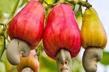 Buah berwarna jambu monyet bisa untuk menyembuhkan kulit dan demam.
