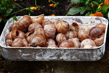 Bagaimana hukum memakan escargot apakah halal atau haram?