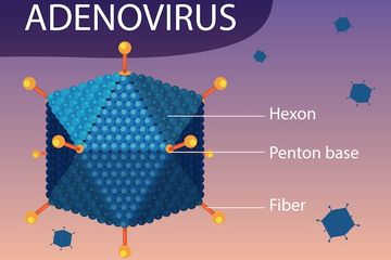 Adenovirus, diduga kuat penyebab dari hepatitis akut pada anak dan inilah penyakit lainnya yang mengancam anak akibat infeksi adenovirus.