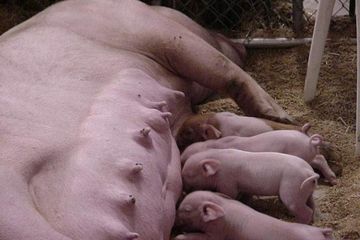 Susu babi disubut kaya nutrisi bahkan banyak zat gizi yang lebih tinggi dari susu sapi dan kambing. Halal?