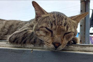 Hari Kucing Sedunia, Ternyata Memelihara Kucing di Rumah Bisa ...