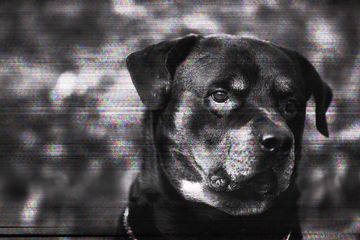 Apakah Ia Punya Rottweiler